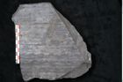 Foto (Detailansicht) von Sigillaria reniformis Brongniart (NHMW-GEO-2024-0188-11084)